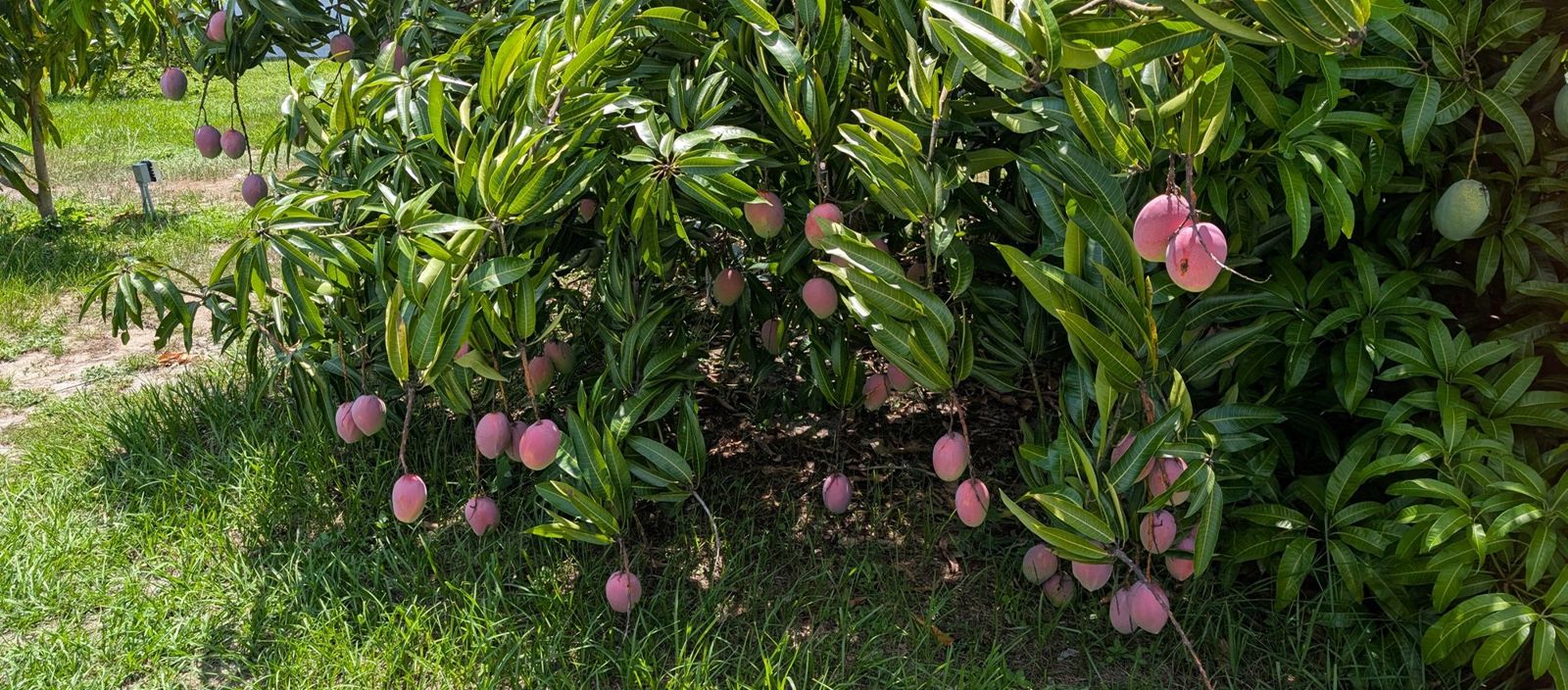 Mango trees with ripening fruit on the Hilltop Fresh farm